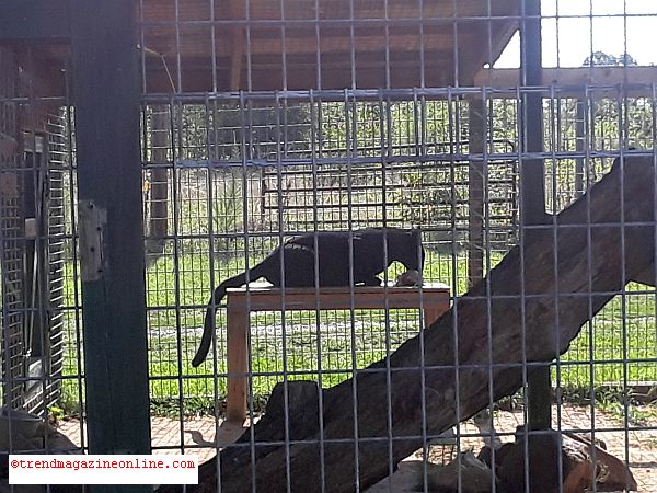 Click for Tiger World Rockwell NC Travel Review Tiger World Rockwell NC Travel Review