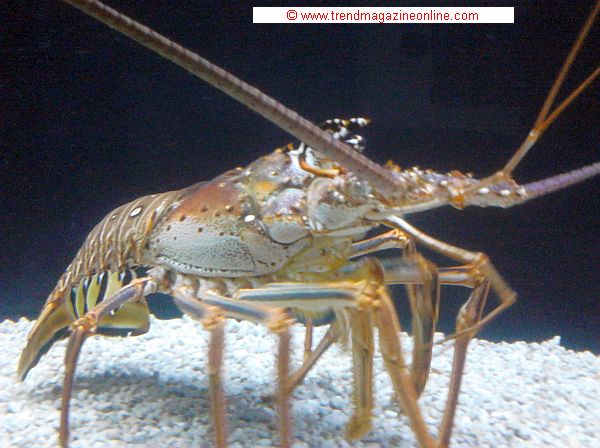 Sea Life Aquarium,Concord, NC, Review Pic
