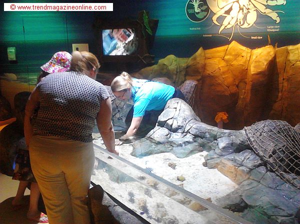 Click to Enlarge Sea Life Aquarium, Concord, NC, Review Pic! Sea Life Aquarium,Concord, NC, Review Pic