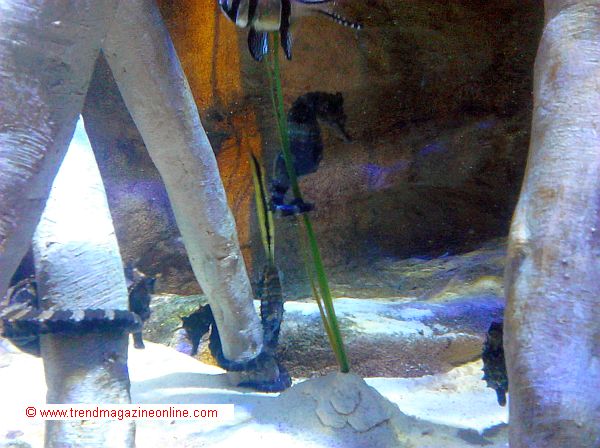 Sea Life Aquarium,Concord, NC, Review Pic