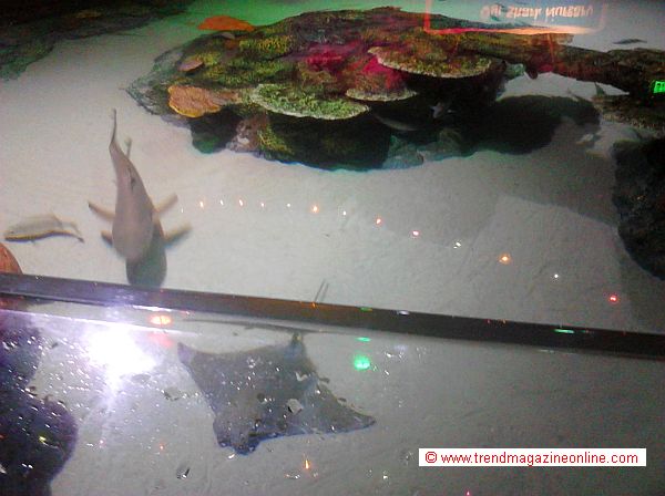 Click to Enlarge Sea Life Aquarium, Concord, NC, Review Pic! Sea Life Aquarium,Concord, NC, Review Pic